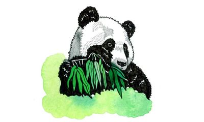 Why do pandas eat bamboo all the time? Try our kids’ quiz