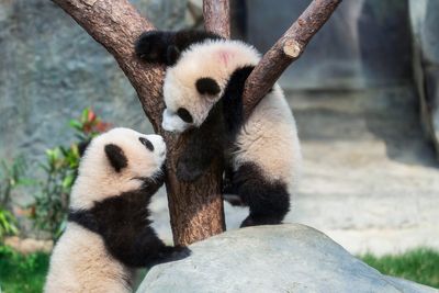 Hong Kong residents compete to name twin panda cubs who just turned 6 months old