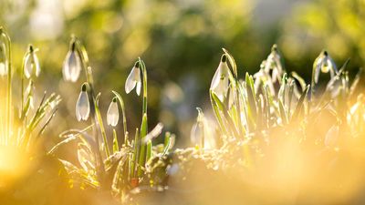 How to grow snowdrops in February: gardening experts share advice for these beautiful early bloomers