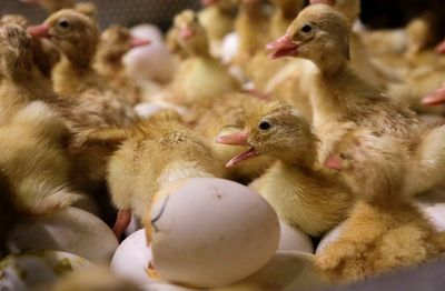 Bird flu confirmed in older Wyoming woman who likely had contact with infected flock at her home