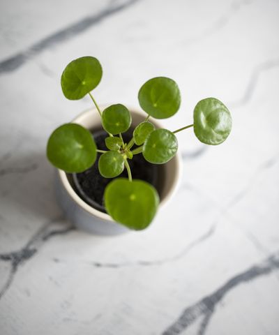 Where to place a Chinese money plant to bring prosperity, success, and positive energy to your home, according to Feng Shui experts