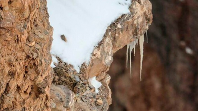 Optical Illusion: A leopard is starting at you, can you spot it within 5 seconds?