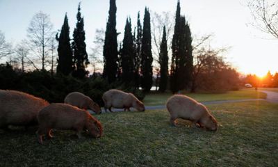 Contraception for capybaras: Buenos Aires suburb’s rodent plan stirs debate