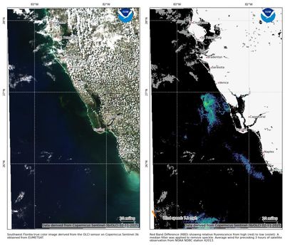 DeSantis urged to declare emergency over toxic red tide algae off Florida coast