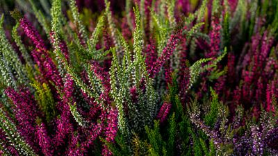 How to grow heather – this versatile shrub can add long-lasting color and texture to pots and beds