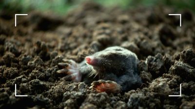 How to get rid of moles in your lawn – deter burrowing pests from the garden without causing harm