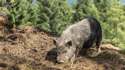 Feral pigs captured and killed after a second suspected illegal rewilding attempt in the Scottish Highlands