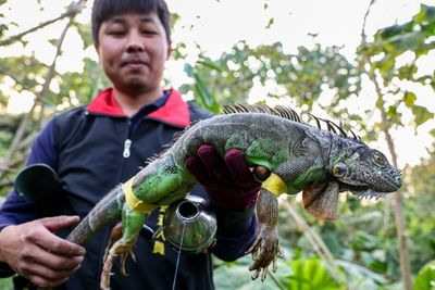 Taiwan Bounty Hunters Kill Invading Iguanas As Numbers Soar