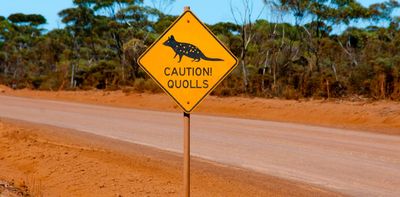 Lethal second-generation rat poisons are killing endangered quolls and Tasmanian devils