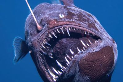 Why Did The Deep Sea Anglerfish Rise Thousands of Feet in the Ocean? Scientists Baffled by Odd Behaviour – 'I Thought It Was AI!'