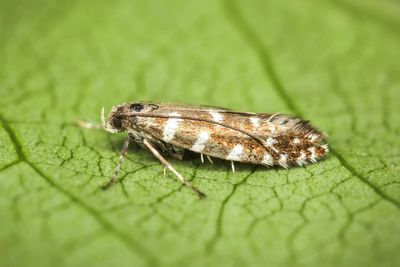 Nature lovers urged to join hunt for rare miniscule moth in Scottish mountains