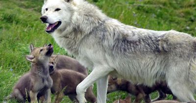 Reintroducing wolves in Scotland could help native woodlands, experts say