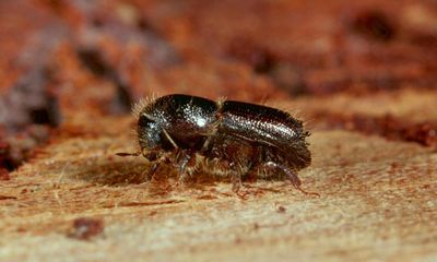 Tree-killing beetle found to be attracted to Britain’s most common spruce