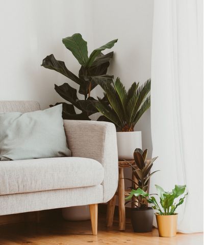 Houseplant expert warns to keep these 6 plants away from each other – here's why they don't make good companions and what to pair together instead