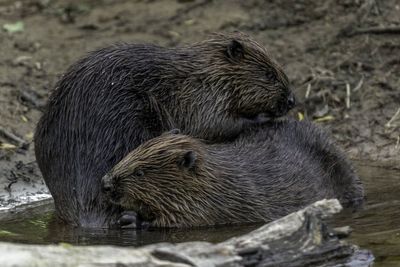 All the animals reintroduced in Britain: Beavers released for first time in centuries