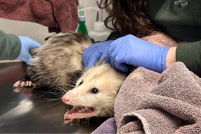 Hospitalized Costco ‘cake bandit’ opossum steals hearts online