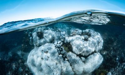 Large areas of WA’s Ningaloo corals could die in ‘weeks ahead’ after widespread bleaching documented