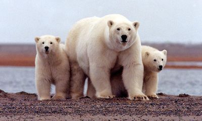 WWF helping facilitate trade in polar bear fur, investigation reveals