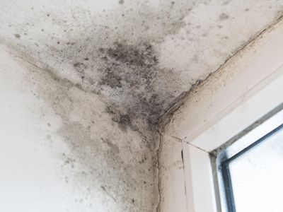 The simple trick that could rid your house of mould