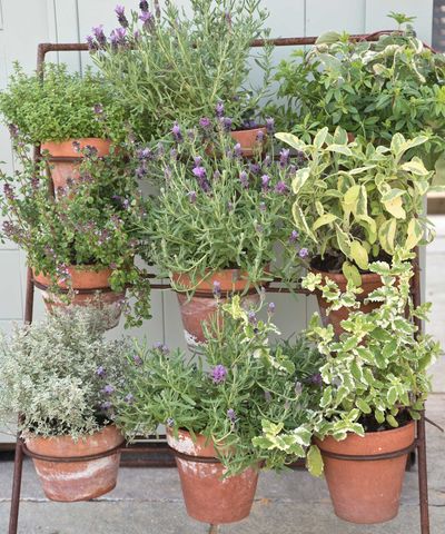 Easiest herbs to grow at home – 5 delicious plants gardening experts say anyone can grow in their yard or indoors