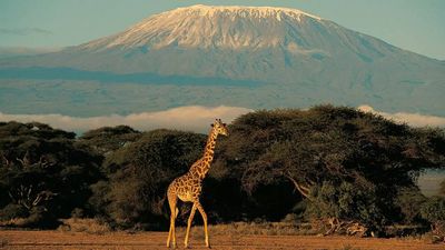 This mountain in Africa has five different climate zones. Can you take a guess?