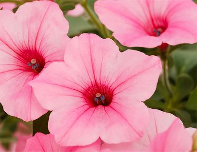 A durable dahlia. A vigorous vinca. Here are 20 new garden plants to watch for this year