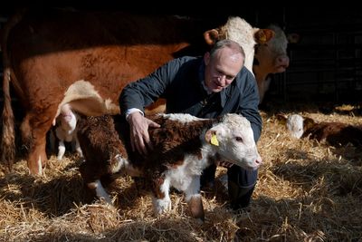 Davey mucks out and handles calves in latest stunt over farm inheritance tax