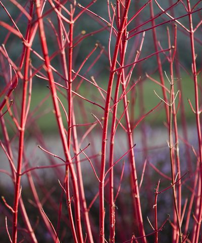 February is the ideal time to prune red twig dogwood – to maximize its bold, fiery display next winter