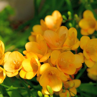 When to plant freesias — the perfect time to plant the corms, indoors and outdoors