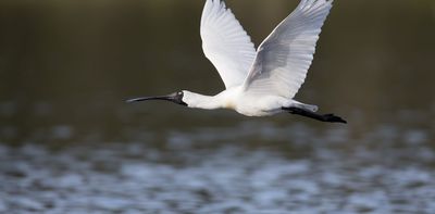 Loss of forests brought new birds to NZ during the last Ice Age – we’re witnessing a similar process now