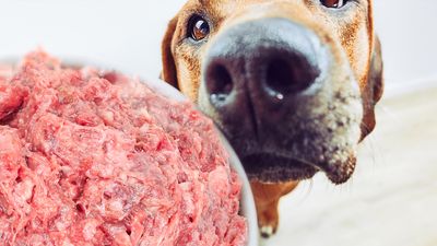 ‘Two years ago this felt like a moon shot’: Lab-grown meat goes on sale in UK dog food in global first