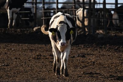 Six more states join national milk testing strategy amid rampant spread of bird flu