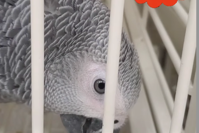 New Jersey pet store owner shot in face with crossbow weeks after theft of $7,000 parrot