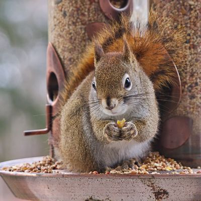 Gardening experts warn against ‘inhumane’ vaseline hack to deter squirrels from a bird feeder — the safe method they recommend instead