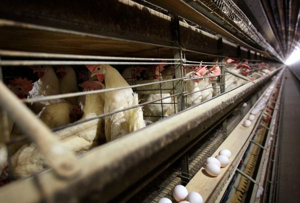 As egg prices soar, Trump administration plans new strategy to fight bird flu