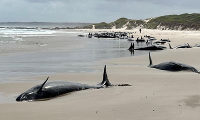 Officials to euthanise 90 whales stranded on beach in remote north-western Tasmania