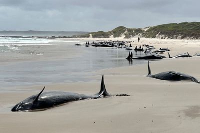 More than 150 false killer whales stranded on a beach in Australia's Tasmania state