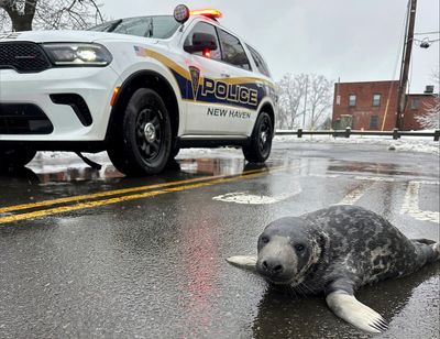 Underweight baby seal is rescued from Connecticut streets and recovering at an aquarium