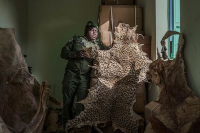 Mystical beliefs fuel Senegal’s illegal big cat trade and threaten lion’s survival in West Africa