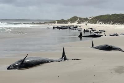 Over 150 Whales Stranded Off Tasmania's Coast