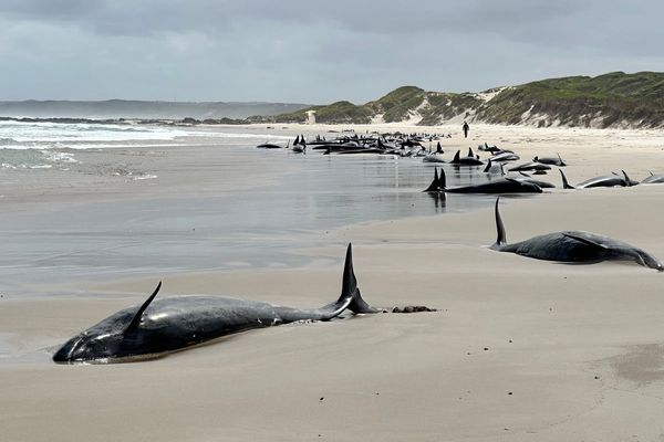 More than 150 false killer whales stranded on Tasmania beach