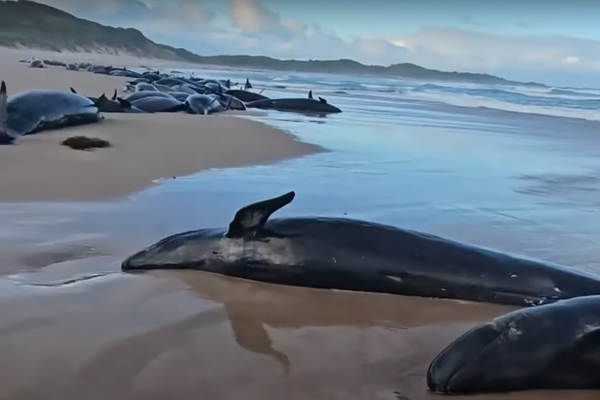 More than 150 false killer whales stranded on Tasmania beach