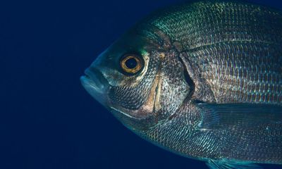 Wild fish can tell humans apart when they dress differently, study finds