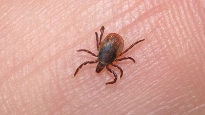 Deadly ‘Vampire Ticks’ Invading Britain Carry Brain-Killing Disease, Experts Warn