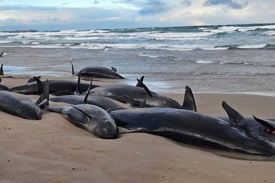 Experts give up hope for more than 150 false killer whales stranded on remote beach in Tasmania