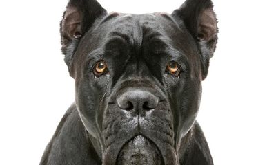 The rise of the cane corso: should this popular status dog be banned in the UK?