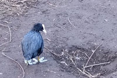 Wildlife coated in oil after 4,000-litre spill from London bus depot into River Wandle