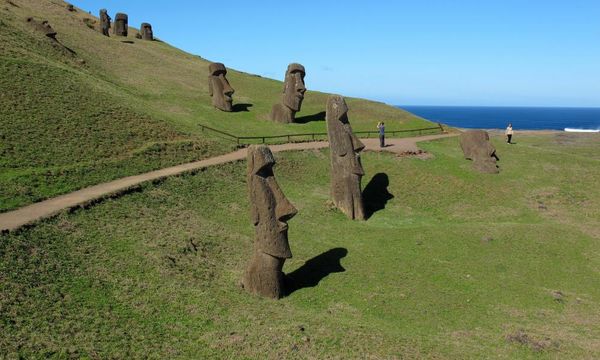 ‘The last plant left’: can Rapa Nui’s extinct tree be resurrected?
