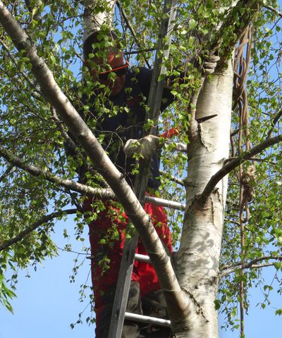 How to prune birch trees – arborists reveal 5 golden rules to follow and 3 things you should never do