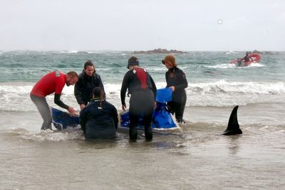 Video: Mass stranding sees more than 150 false killer whales wash up on Australian beach